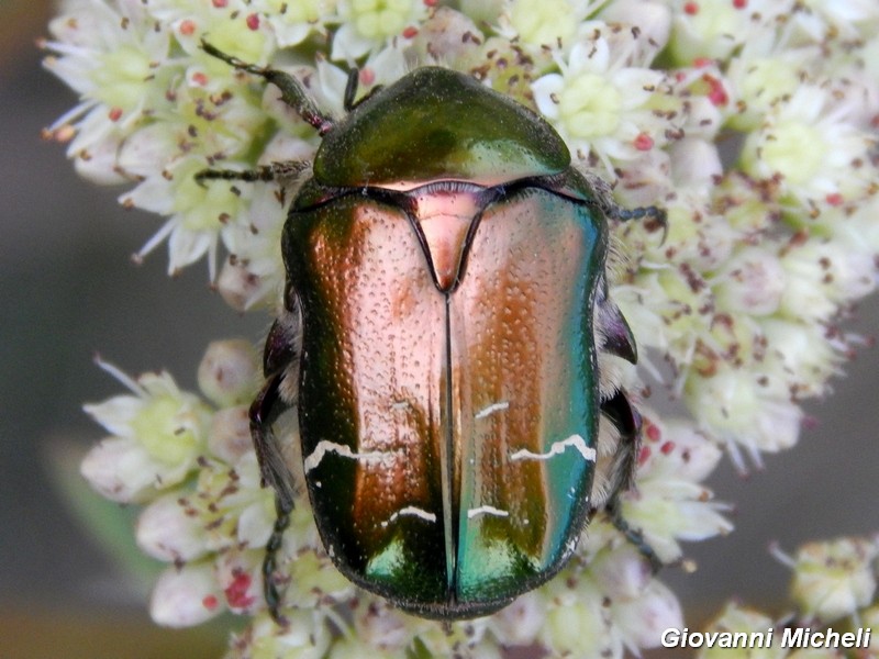 Cetonia aurata pisana?